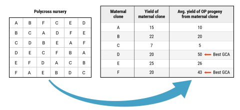 Chart shows polycross nursey use to obtain maternal clones evaluated for those with the best general combining ability (GCA).