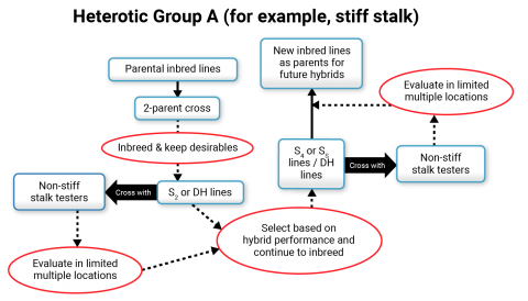 Schematic of two parent inbred cross use to generate families for inbreeding and extraction of new inbred lines for evaluation and hybrid production for evaluation.