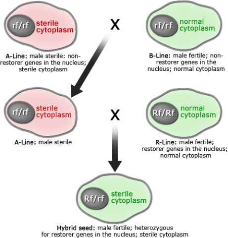 Schematic of hybrid seed production with cytoplasmic male sterility system. Cross normal cytoplasm male with sterile cytoplasm female to produce male sterile A-lines used as female to cross with normal cytoplasm male fertile R-line to restore fertility in F1 hybrid progeny.