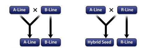 Schematic of hybrid seed production in rice with three-line (A, B, R) system. Cross B-line as male to A-line to produce A-line and self B-lines to increase it, then cross A-line with R-line as male to produce hybrid seed and self R-line to increase it.