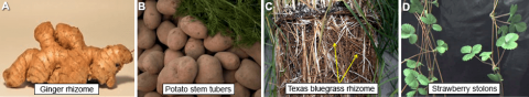 Ginger rhizome, Potato stem tubers, Texas bluegrass rhizome, and Strawberry stolons.