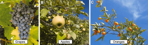 Image showing fruits of grape, apple, and orange on the trees.