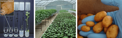 Vials of virus indexed potato seedlings, potato plants in greenhouse, and potato tubers.
