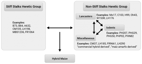 Chart showing the Stiff stalk heterotic group on the left and Non-stiff stalk group on the right, with example lines in each group used for hybrid maize seed production in North America Corn Belt.