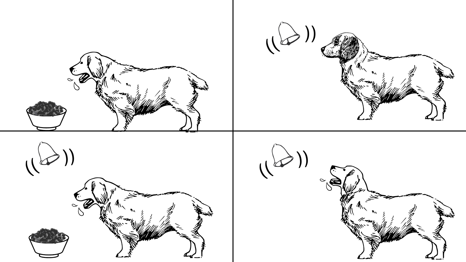 Pavlov's dog and bell, showing the sequencing of Pavlov's conditioning theory.