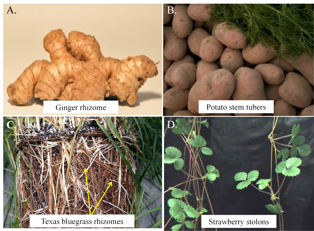 Types of Cultivars and Modes of Plant Reproduction – Plant Breeding Methods