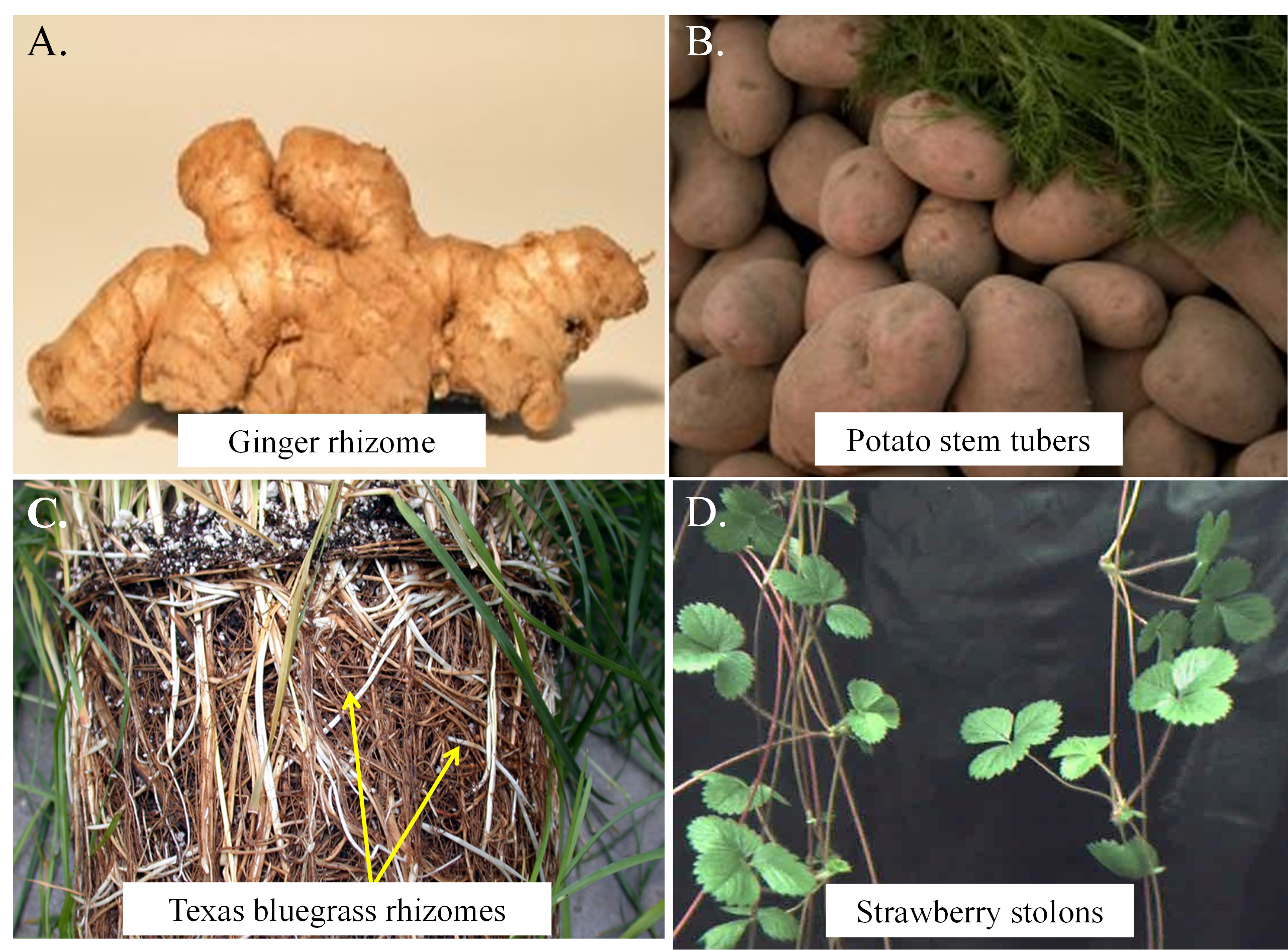 Photos of ginger, potatoes, bluegrass, and strawberry plants.