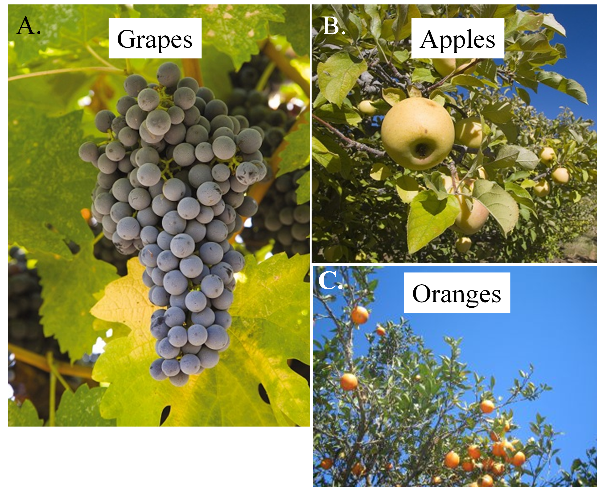 Photos of grapes, apples, and oranges.