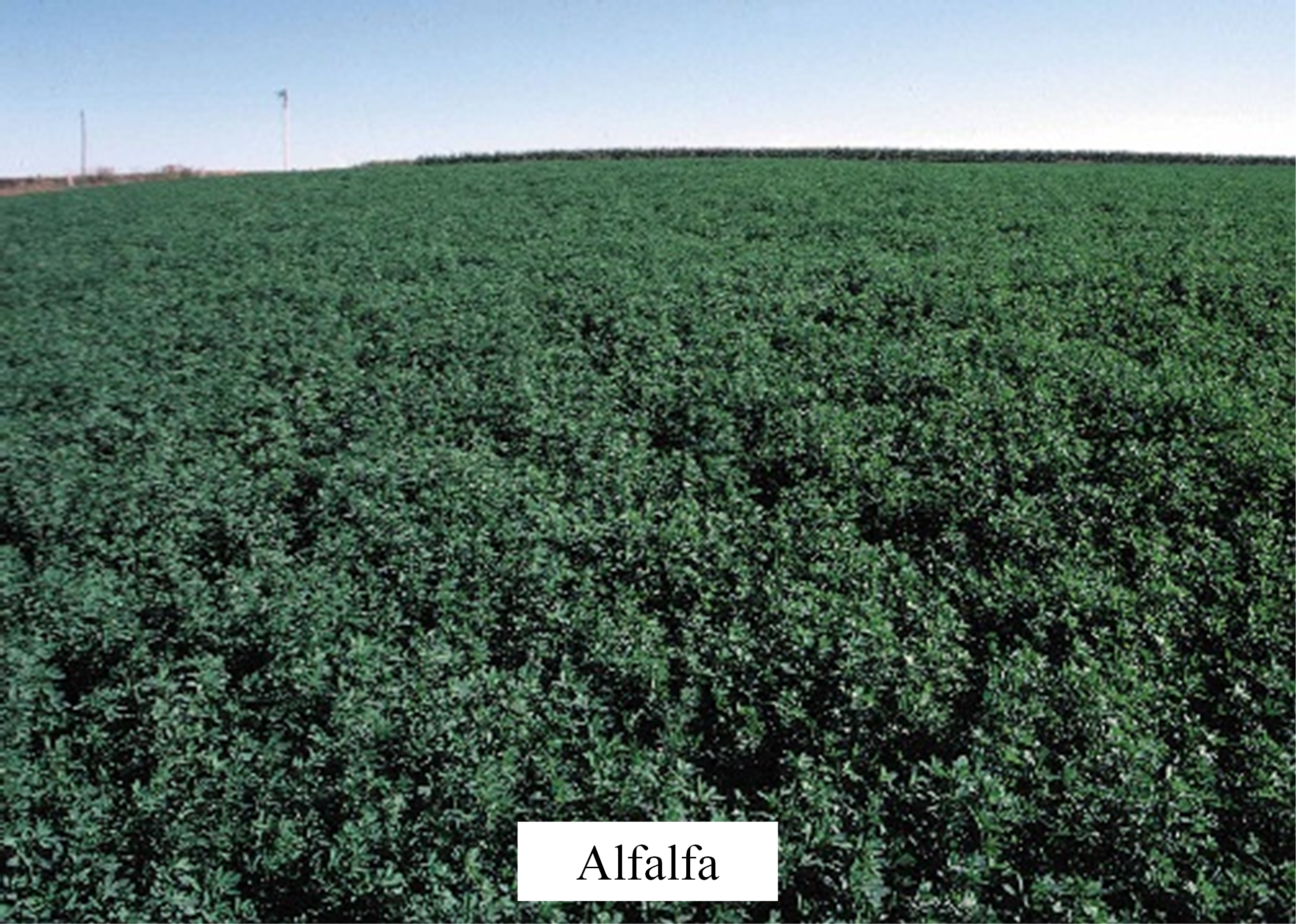 Alfalfa grass.