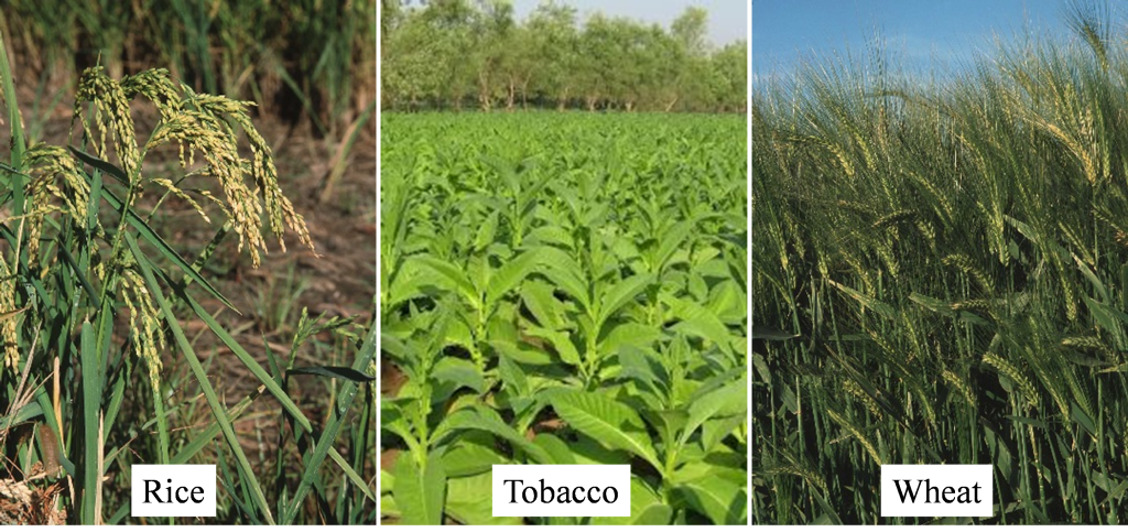 Rice, tobacco, and wheat crops.