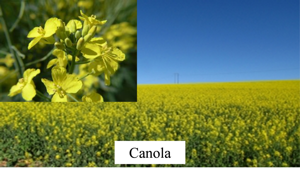 Canola plant.