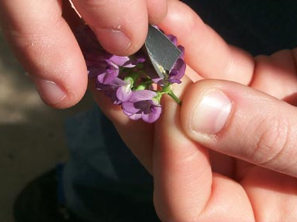 A person sifting pollen into a flower's petals.