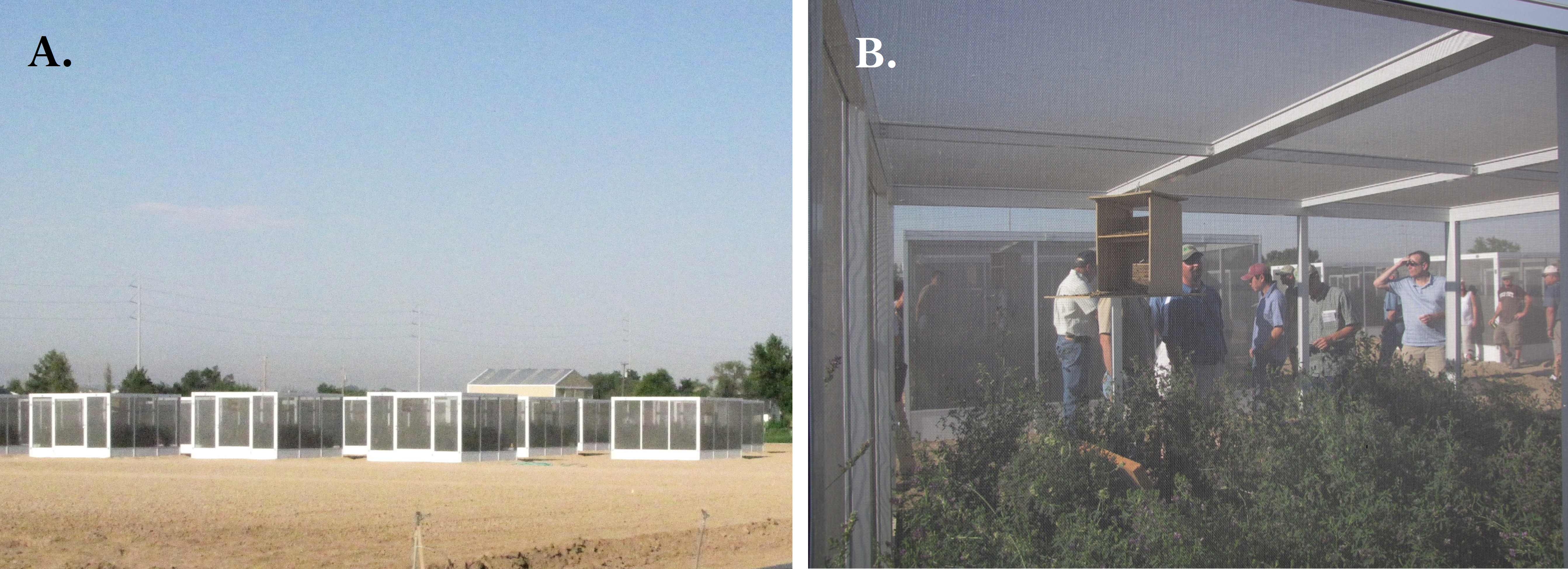 Two images. Left: Cages surrounding crops in a field. Right: People observing plants within a cage.