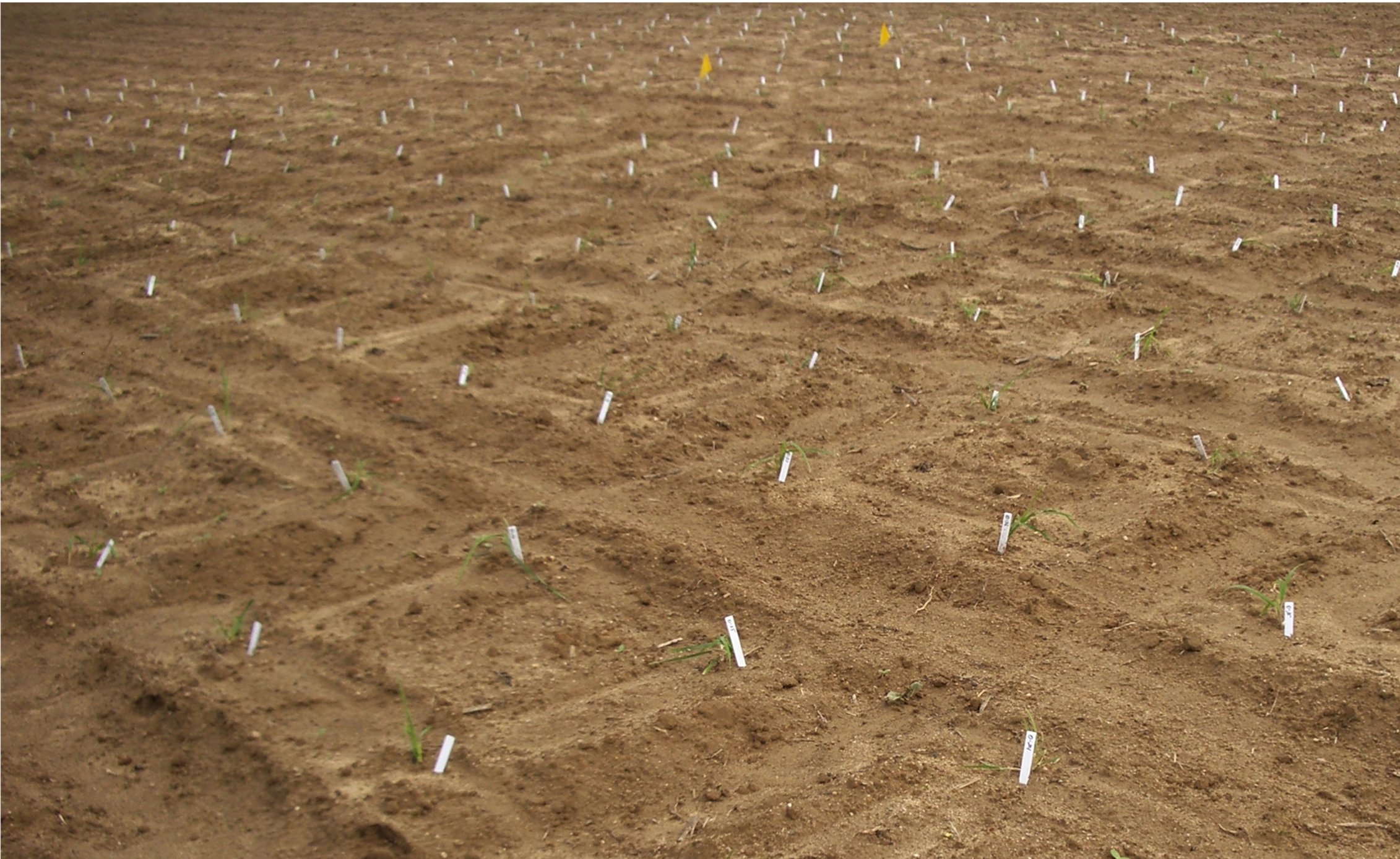 A field with markers placed besides sprouted crops.