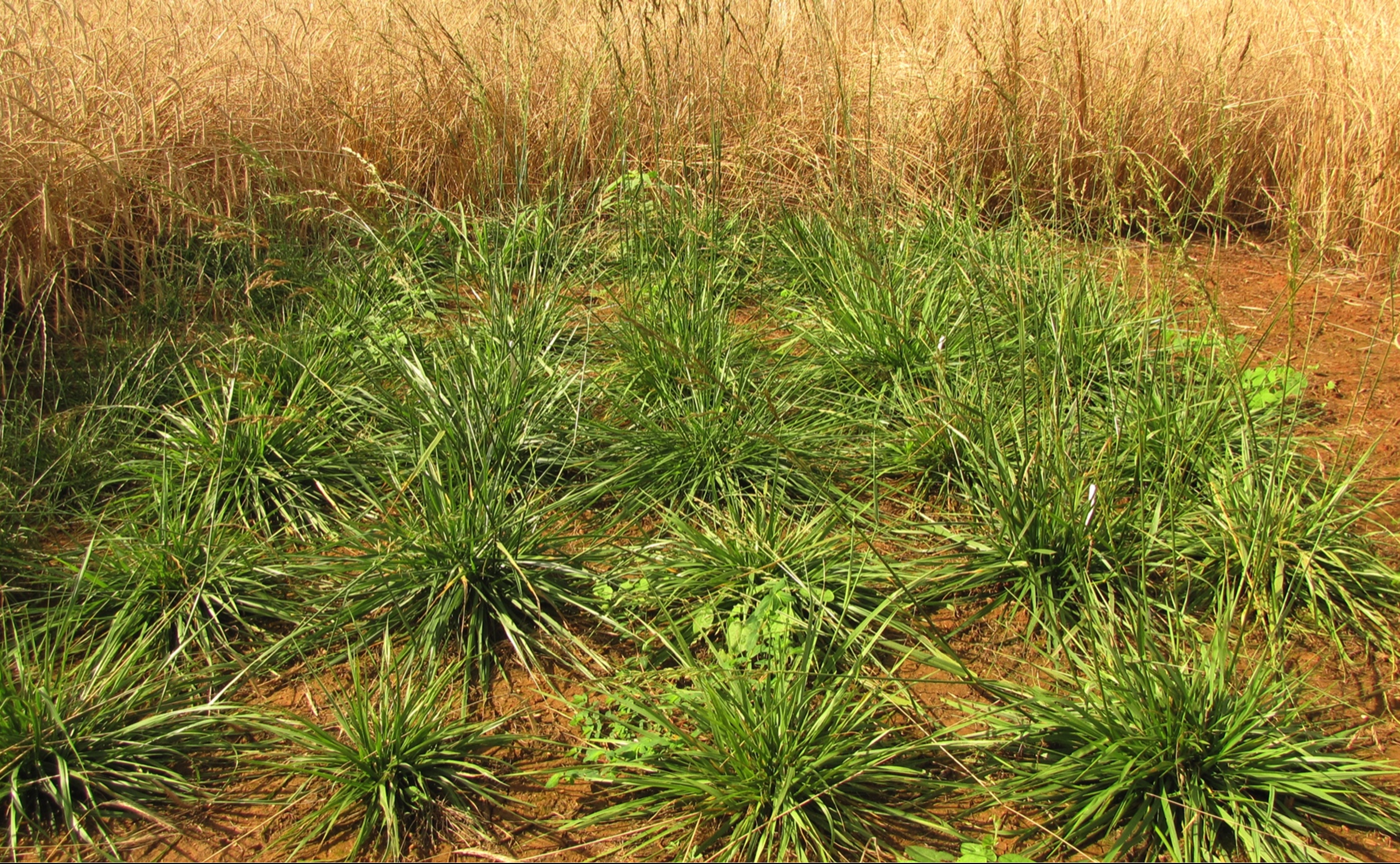 A photo of fescue plants surrounded by a field of rye.