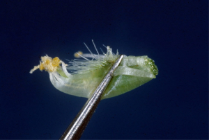 A set of tweezers holding the anthers and stigma of a plant.