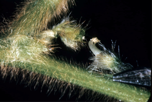 A close-up photo of a plant with anthers placed near the stigma for pollination.