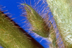 Close-up photo of a small flower bud.