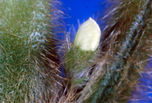 Close-up photo of a small flower bud. Petals are now visible.