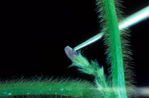 A photo of tweezers being used to remove the petals from a flower.