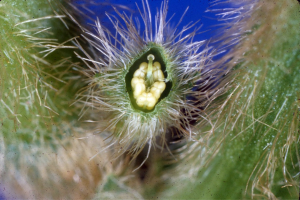 A photo of a cross-section of a flower showing the anthers surrounding the stigma.