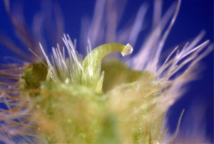 A close-up photo of the flower's stigma.