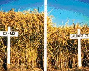 Two signs in a field: one for Calrose 76 and one for CS-M3.