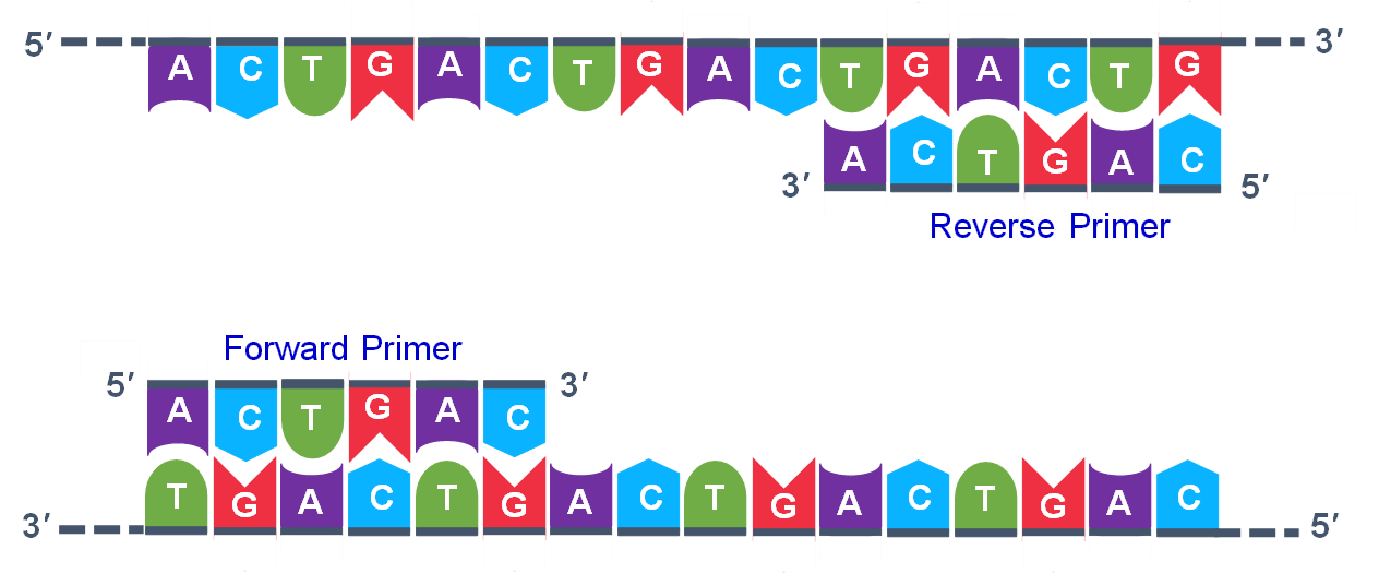 TAQ Polymerase figure, with forward and reverse primers identified.