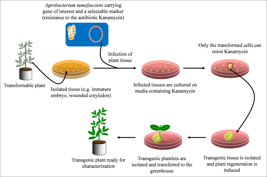 A figure showing the process of developing a transgenic plant, described in text.