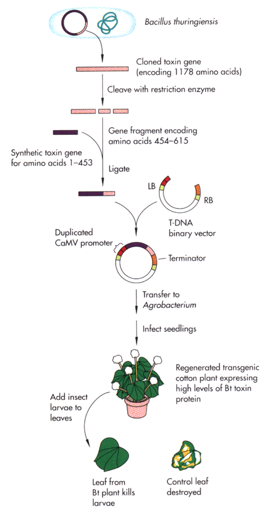 A figure showing the process of plant transformation, described in detail in the text.