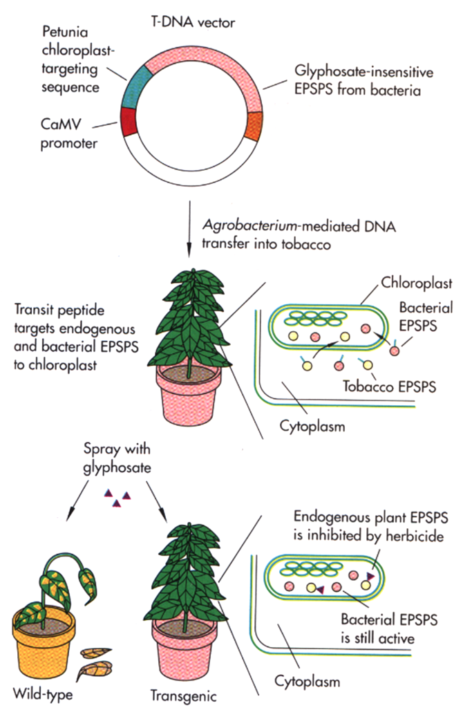 A figure showing the process for developing tolerance in plants, described in more detail in the text.