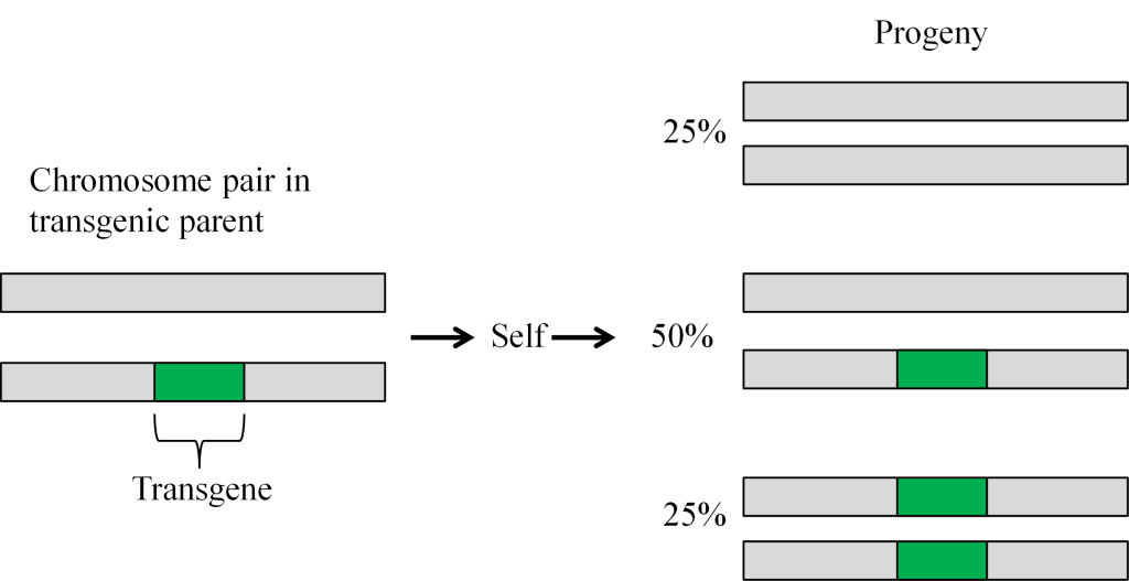 A two part figure, one showing the placement of a transgene on a chromosome, and one showing progeny after selfing, with 50% of offspring having the transgene on half of the chromosome and 25% having the transgene on both halves.