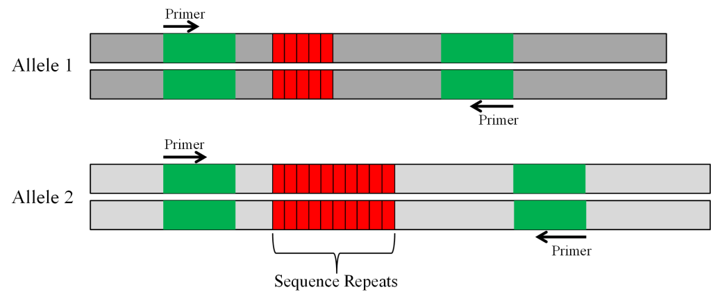 Two alleles shown side by side, with the second having more sequence repeats.