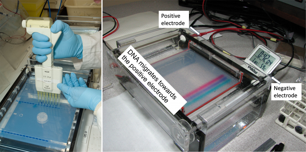 Two photos of gele electrophoresis in action, the first someone wearing gloves placing a sample in the gel and the second showing colored lines appearing within the device.