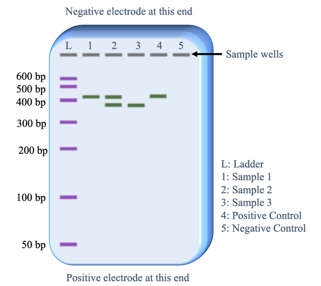 A simple figure of how to read gel electrophoresis results, from thesample wells at the top to the colored lines that appear down the columns and rows. The top has a negative electrode, and the bottom has a positive electrode.