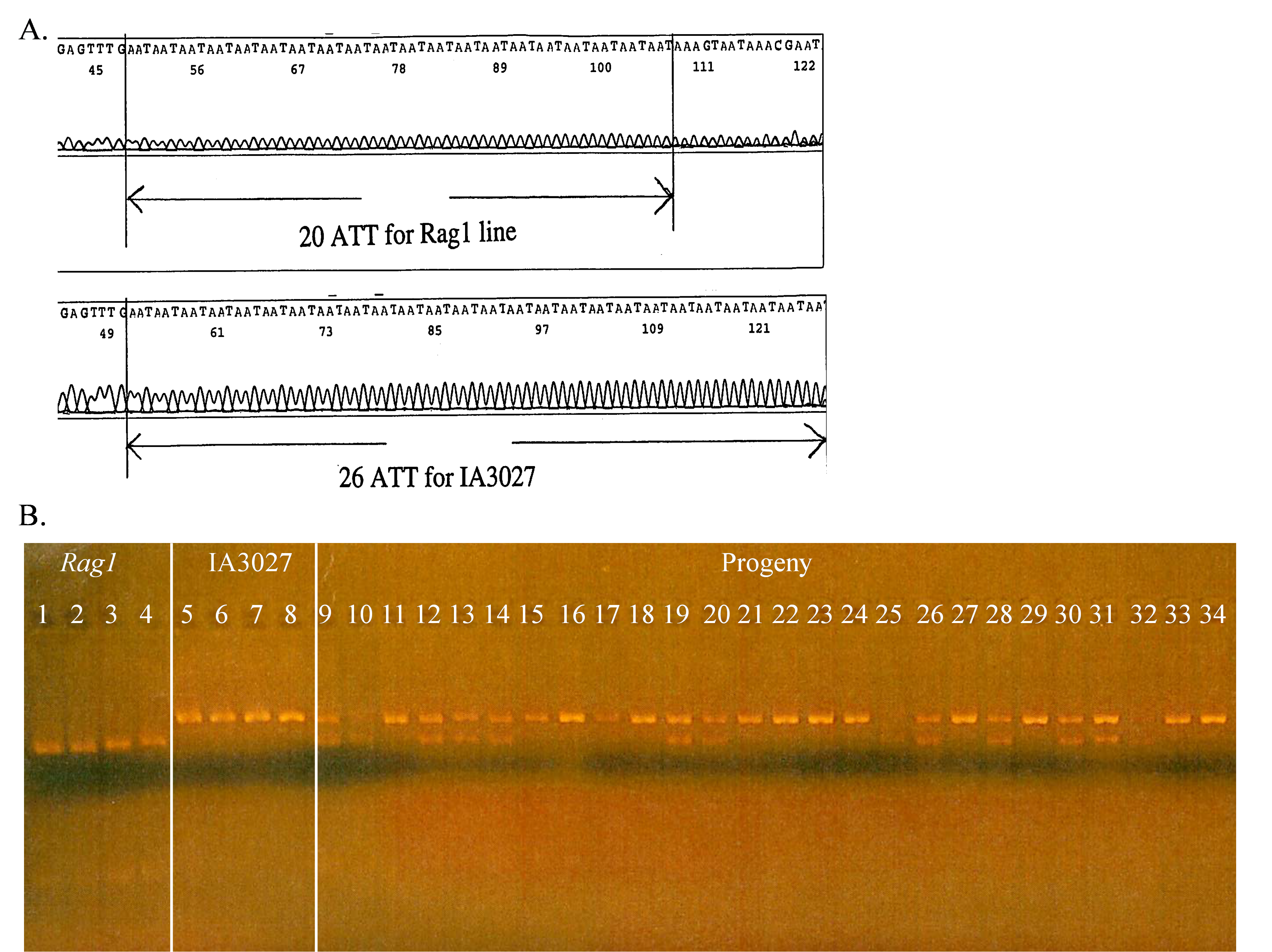 A two part figure, the first a labeled DNA sequence, and the second a photo of DNA bandswith a section labeled.