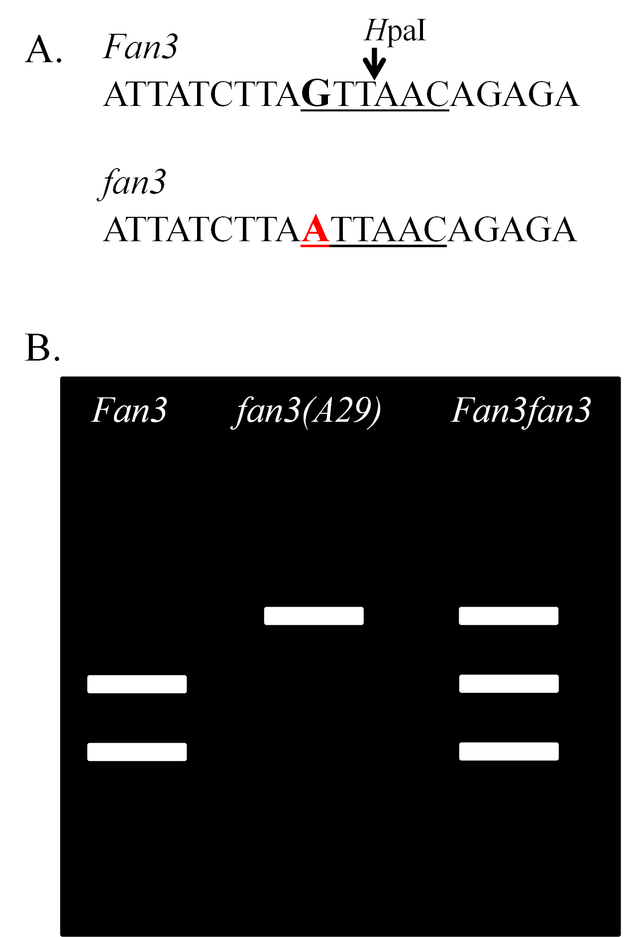 Two part image, the first showing the sequence of genes: A.T.T.A.T.C. et cetera, and the second showing lines against a dark background.