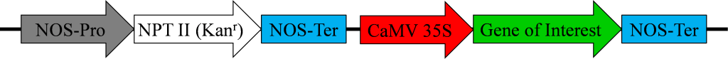 A set of arrows making up a transgene in order.