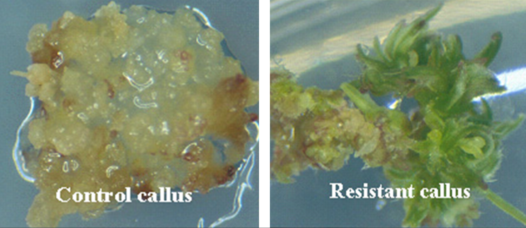 Two images, a control callus that is damaged, and a resistant callus, which looks normal in the same solution.