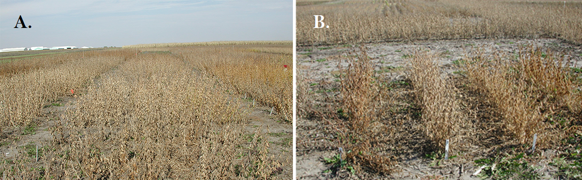 Two photos of a field where soybeans are growing, the first in wide rows with several plants and the second in neat, narrow rows of individual plants.