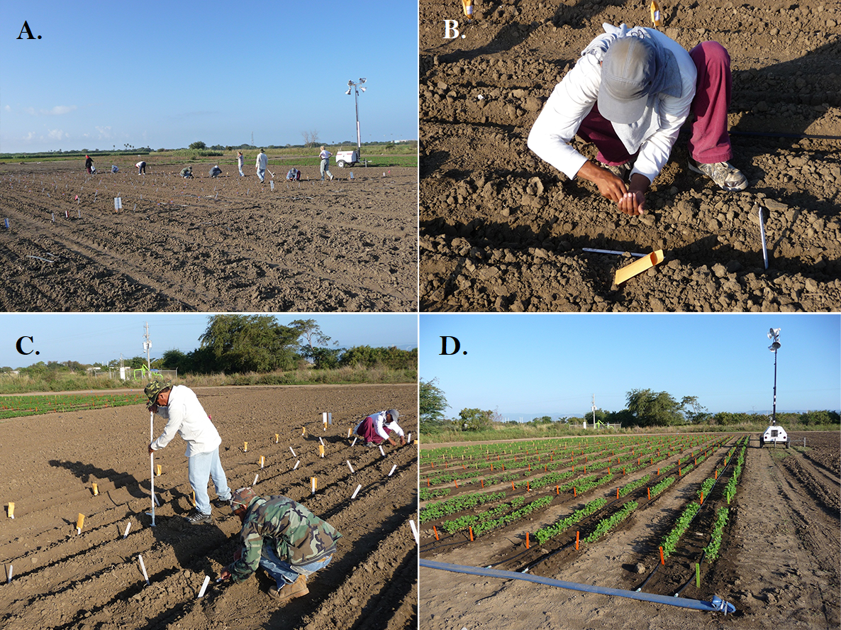 Four images of people working in a field, from planting to the review of growing crops.