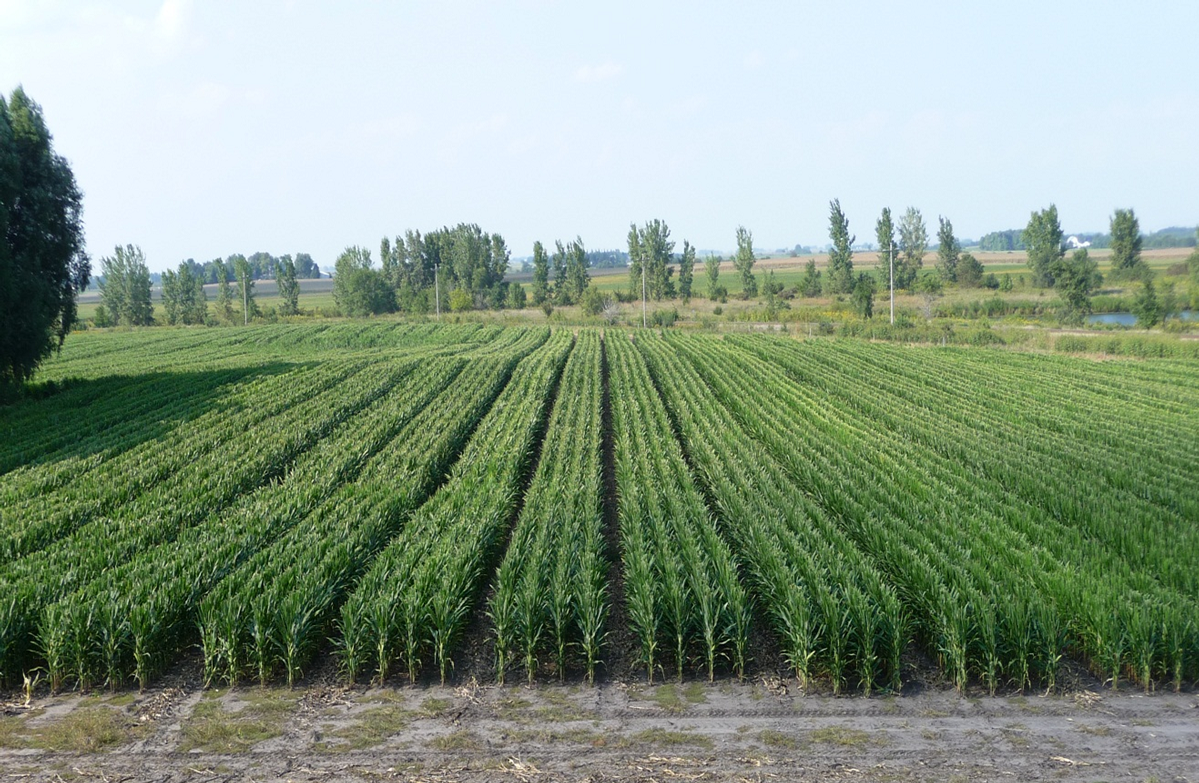 Rows of corn crop with empty rows between every fourth.