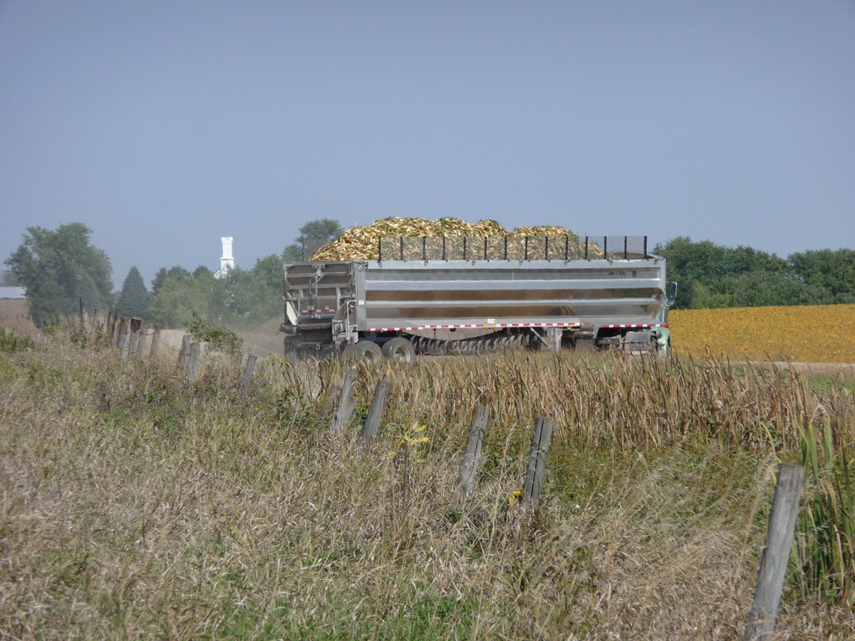 A semi truck hauling a large amount of corn.