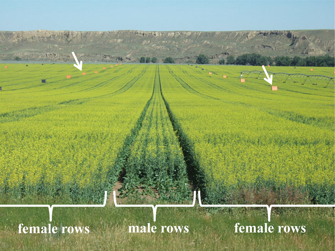 Wide rows of female canola plants, with narrow rows of male canola between them.