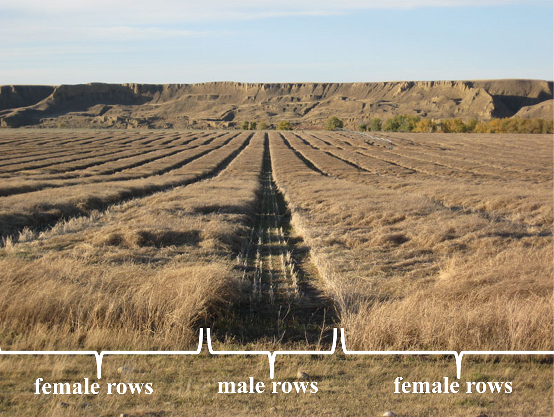 Female rows of canola plants with empty rows where the male plants have been harvested.