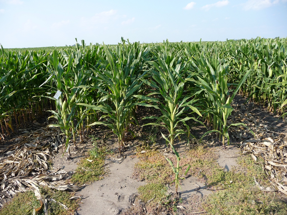 Photo of rows of corn crops.