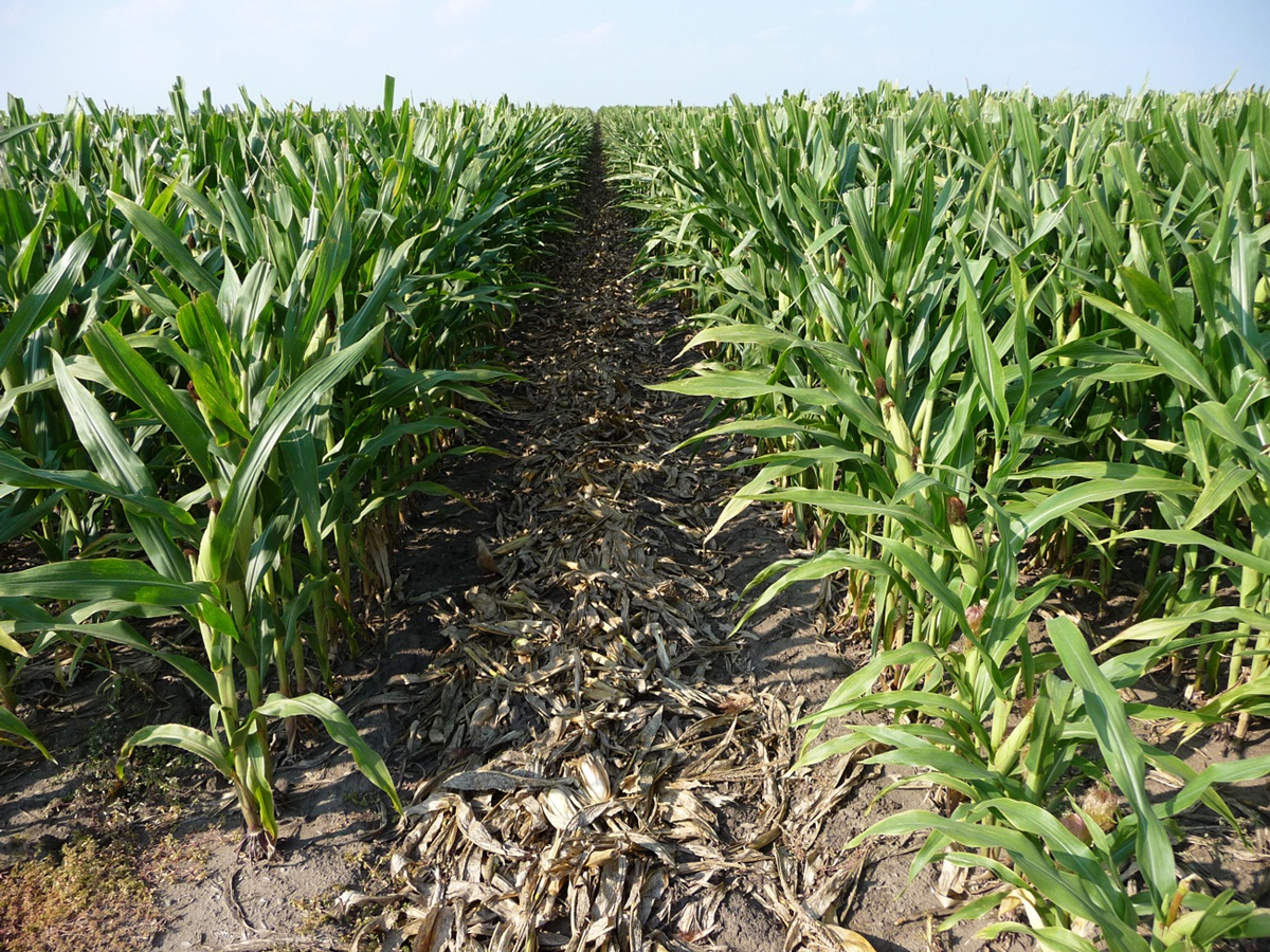 A tractor moving through a field of corn.