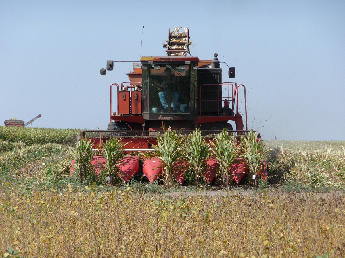 A tractor moving through a field of corn.