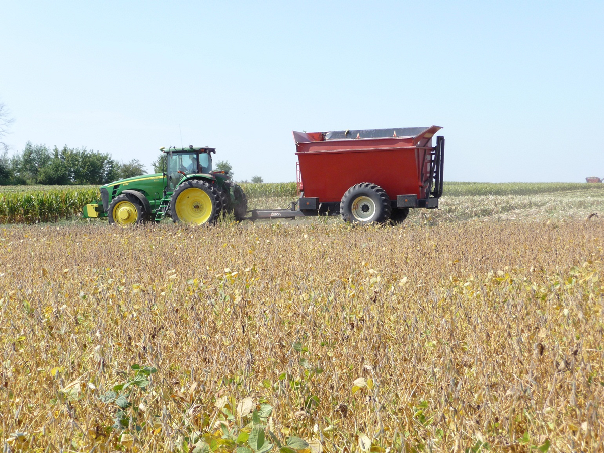 A tractor hauling corn crops.