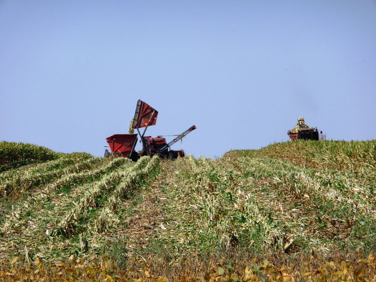 A harvester and wagon in a field of corn.